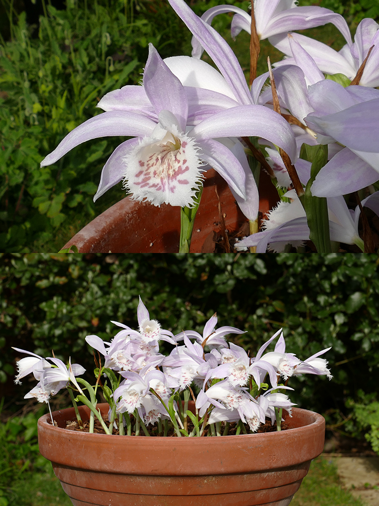Pleione Glacier Peak Everest