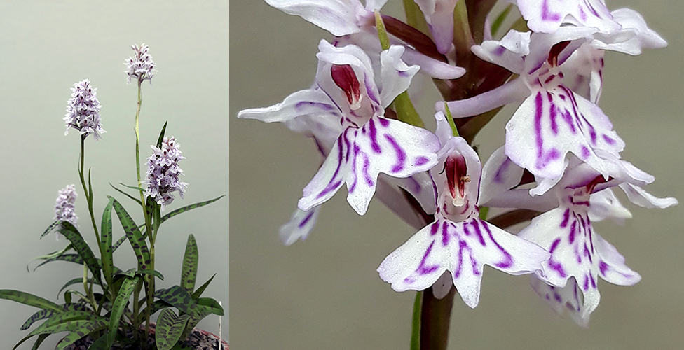 Dactylorhiza fuchsii