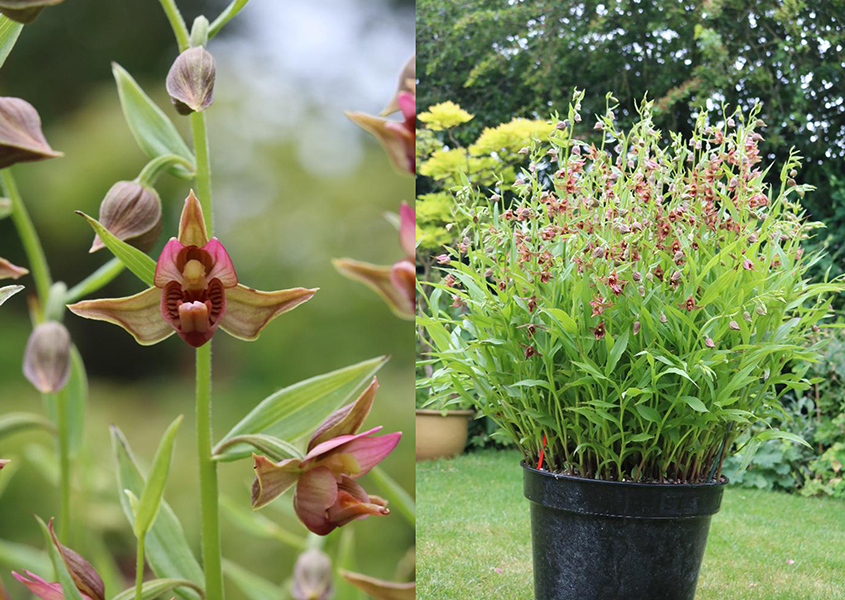 Epipactis