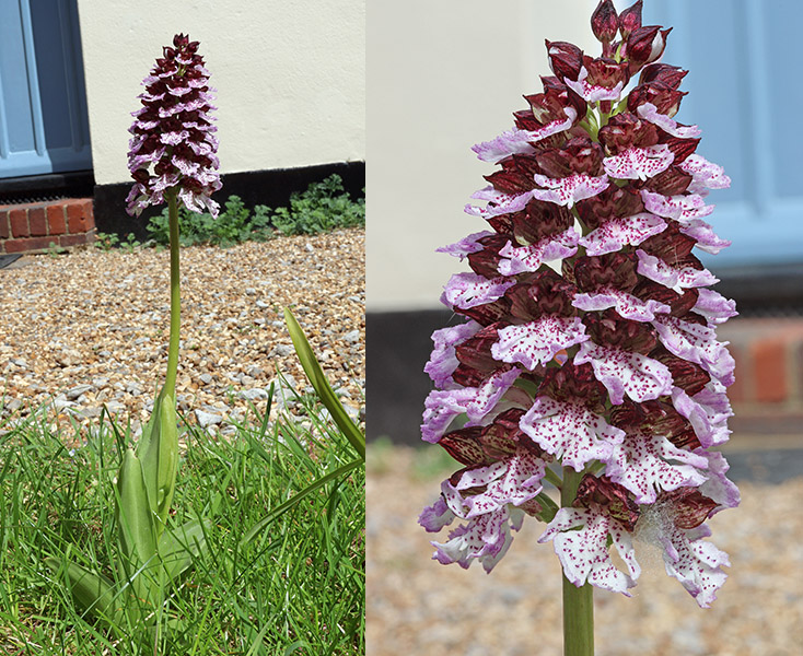 Orchis purpurea