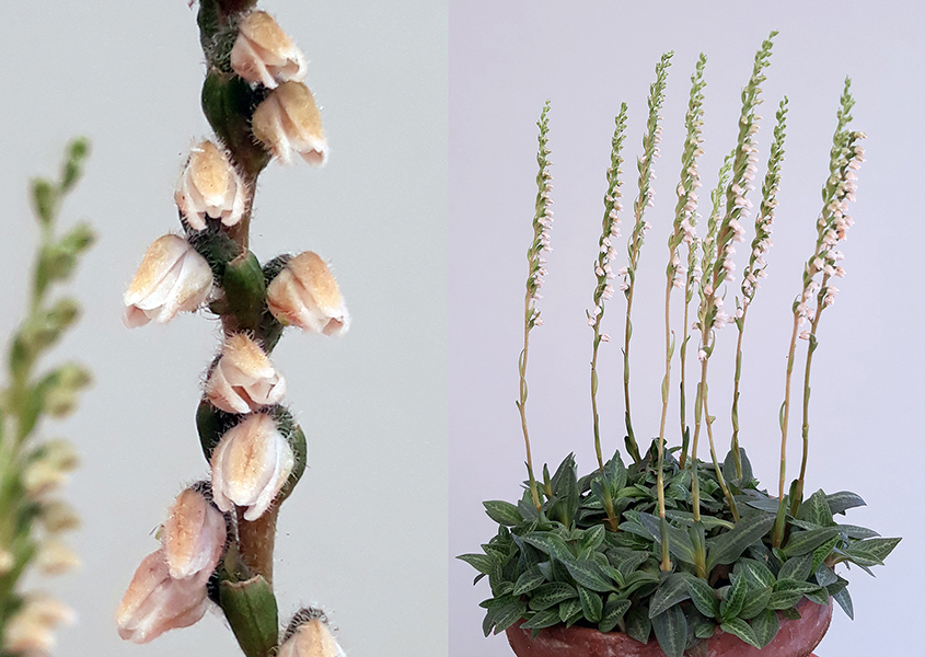 Goodyera repens