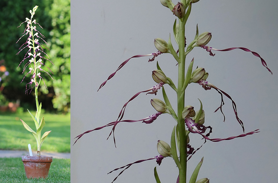 Himantoglossum jankae
