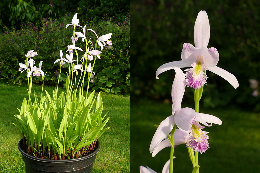 Pogonia ophioglossoides