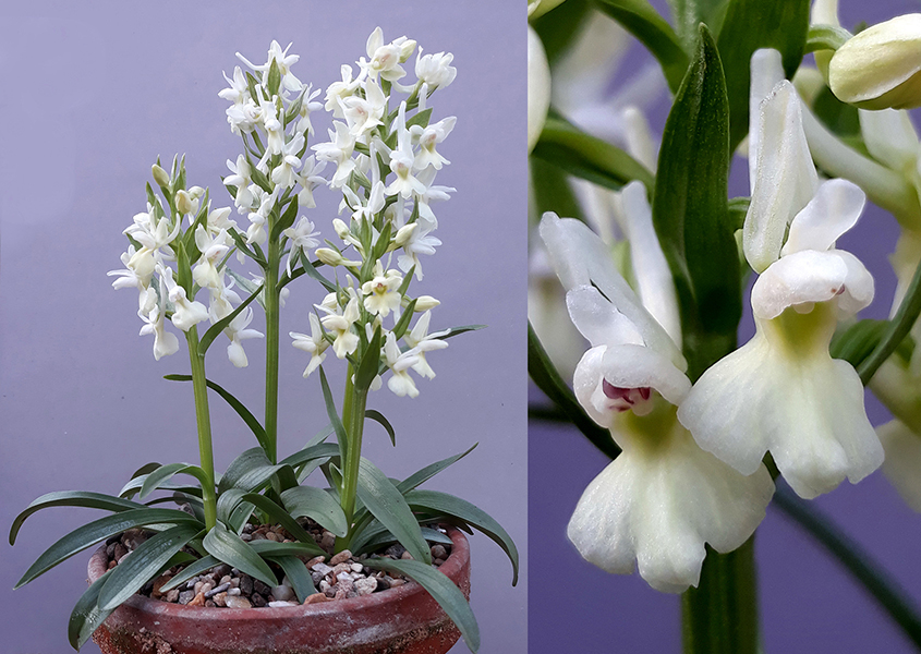 Dactylorhiza romana