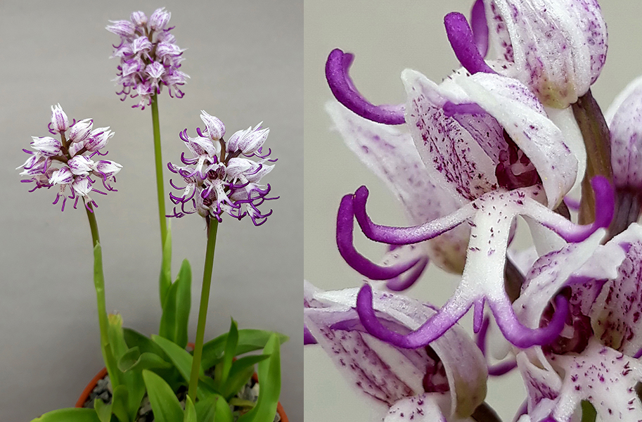 Orchis simia