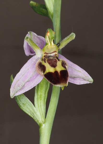 Ophrys apifera
