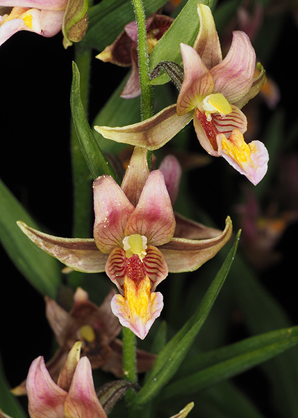 Epipactis Sabine