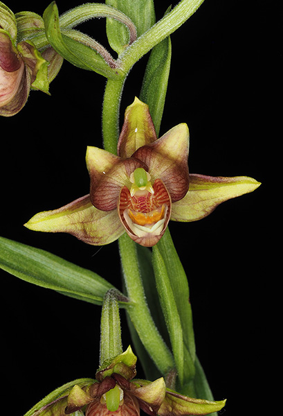 Epipactis Lowland Legacy