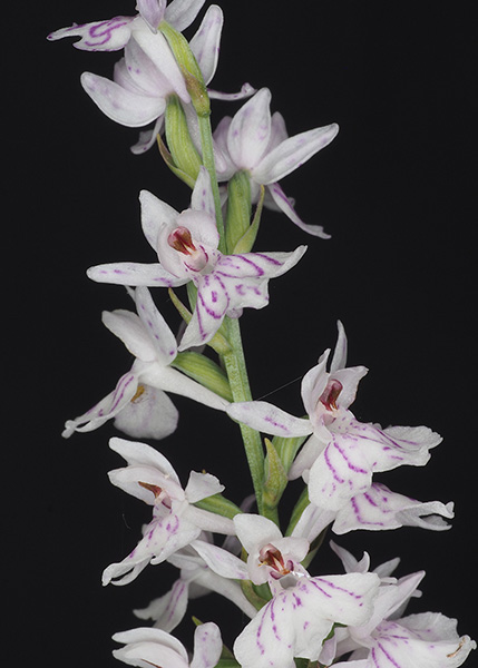 Dactylorhiza fuchsii