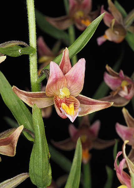 Epipactis Sabine