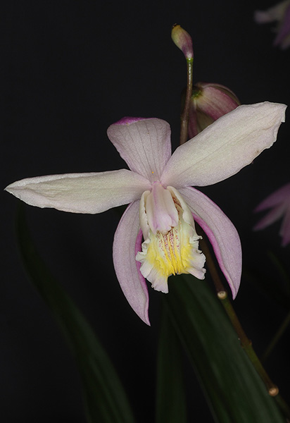 Bletilla Coritani