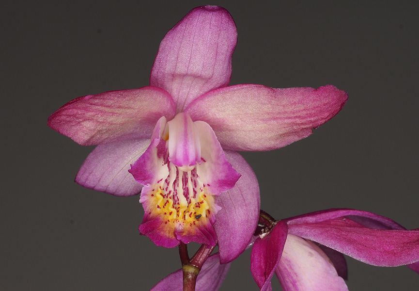 Bletilla Richard’s Gift