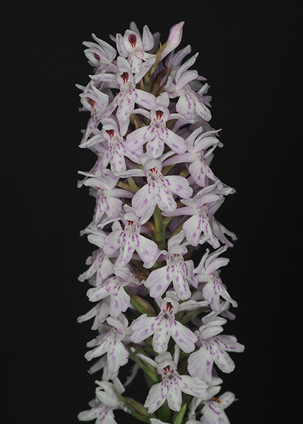 Dactylorhiza fuchsii
