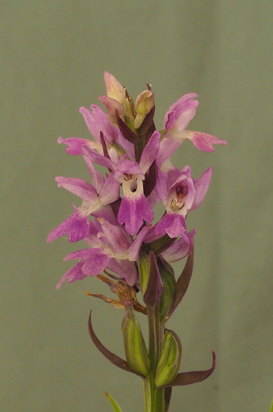 Dactylorhiza kalopisii