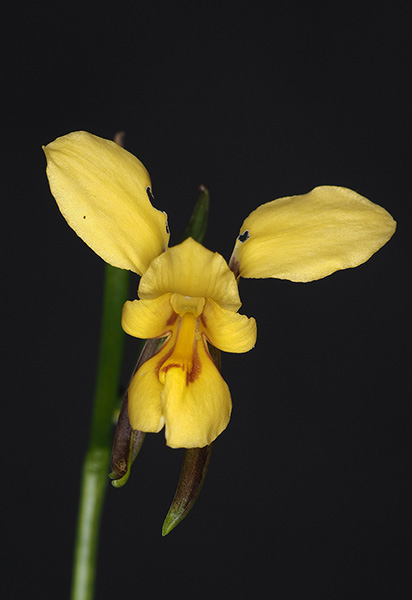 Diuris drummondii