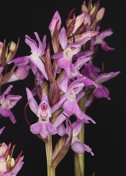 Dactylorhiza kalopisii